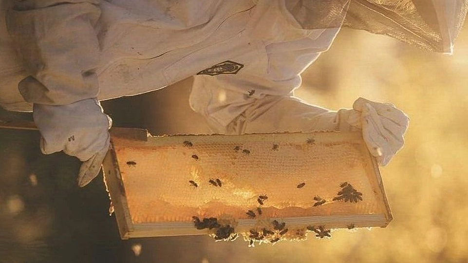  Empowering Agricultural Sustainability with Custom Software Solutions for Native Bee Care